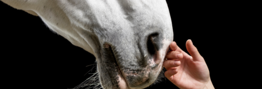 Wer wagt, gewinnt – auch im Pferdesport