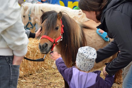 Für viele Kinder war der Besuch im Ponygehege der erste direkte Kontakt mit Pferden überhaupt.