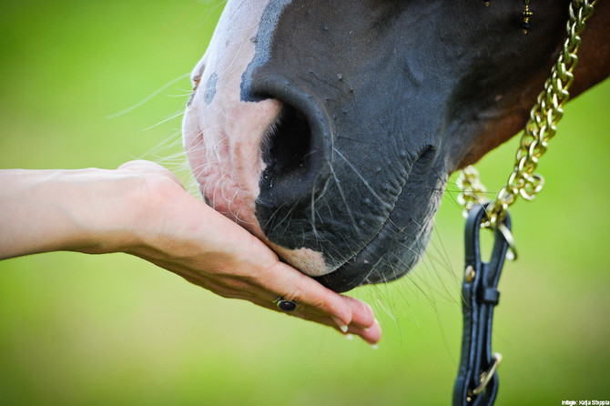 Das Bild zeigt die Nüstern eines Pferdes, welche an einer hingehaltenen Hand riechen