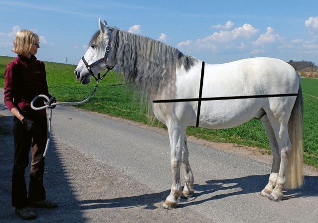 Wie schwer ist mein Pferd eigentlich? Eine Formel aus Brustumfang und Körperlänge kann Aufschluss geben.  |  © Thomas Frei