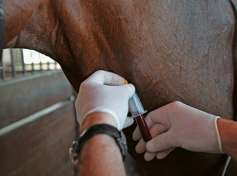 Dopingvergehen unterliegen demselben juristischen Mechanismus wie Fälle von Misshandlungen von Pferden. Offizielle Dopingproben liefern hier wichtige Beweise. (Foto: IMAGO / Rau)