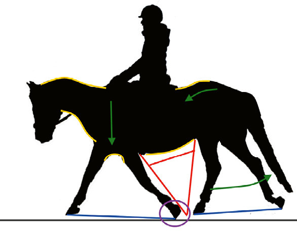Fig. 4: Le cheval en déséquilibre horizontal, les pressions sont à l’avant de la selle. (Photo: Simone Ravenel Kohler)