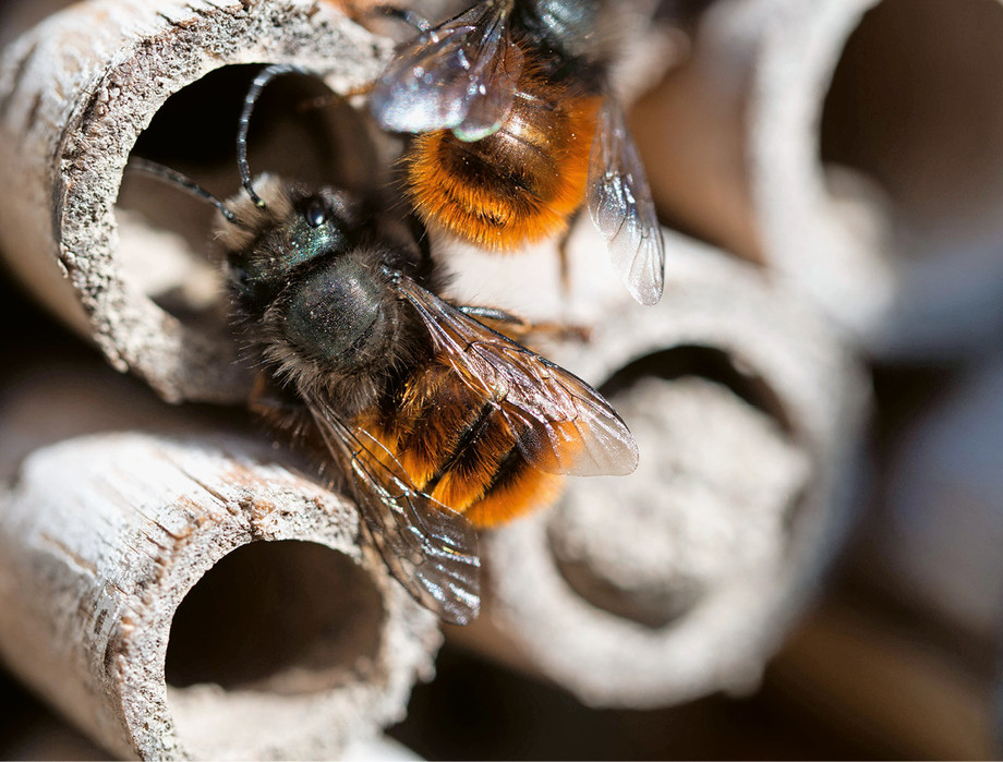 Wildbienen nutzen geschnittene dürre Äste als Winterquartier. <br /> <br />Les abeilles sauvages utilisent les tiges mortes coupées comme quartier d’hivernage.