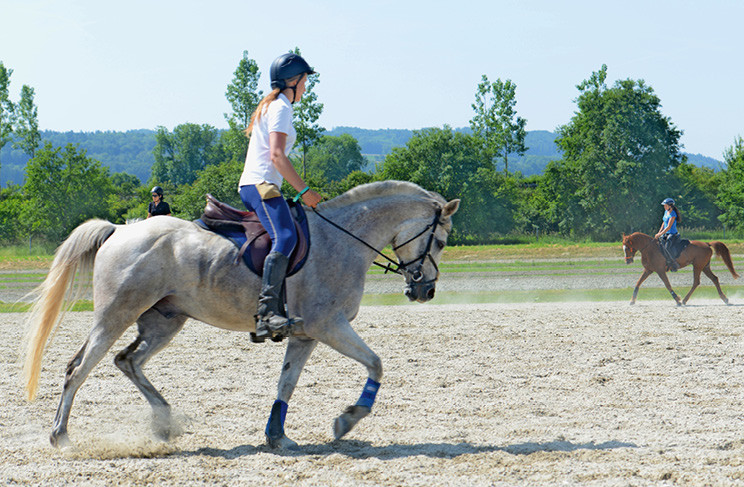L’entraînement de Dressage est également primoridal pour les chevaux d’Endurance. | © FSSE/Nicole Basieux)