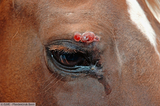 Près d’un cinquième des chevaux inclus dans l’étude ont souffert de sarcoïdes au cours de leur vie. | © Institut suisse de médecine équine (ISME)