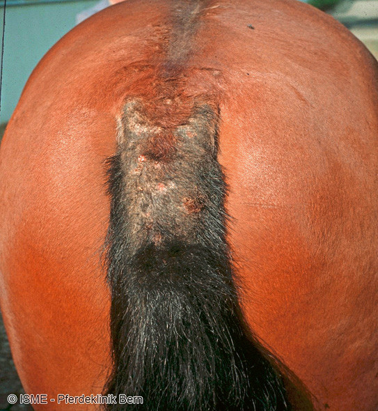 L’eczéma d’été a été observé chez 4% des chevaux participant à l’édude. | © Institut suisse de médecine équine (ISME)