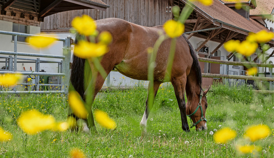La gestions des prairies est un aspect essentiel de la détention de chevaux. | © Nicole Basieux