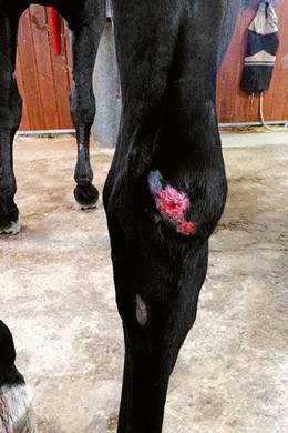 Exemple typique de blessure chez  un cheval qui présente une pseudo-narcolepsie.