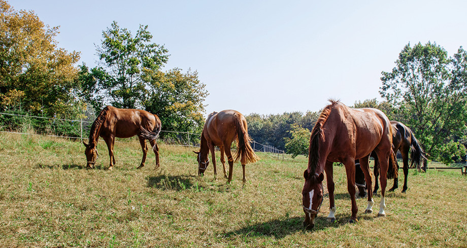 Les derniers quatre jeunes chevaux de l’élevage de Lully. En arrière-plan à gauche, des sapins Nordmann avec des étiquettes; ce sont les sapins de Noël «de Lully» déjà vendus.  |  © Nicole Basieux