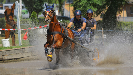 Protection des animaux – de bonnes notes pour la Fédération Suisse des Sports Equestres