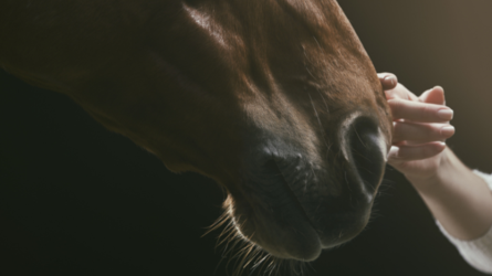 Le bien-être des chevaux au centre des préoccupations de la commission vétérinaire
