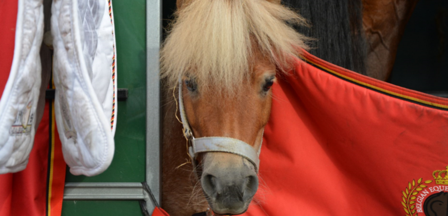 Le poney de la Belge Lara de Liedekerke.
